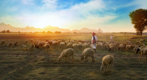 Bible Message – Week 24. The SHEPHERD of Psalm 23. Pst. Johan Venter