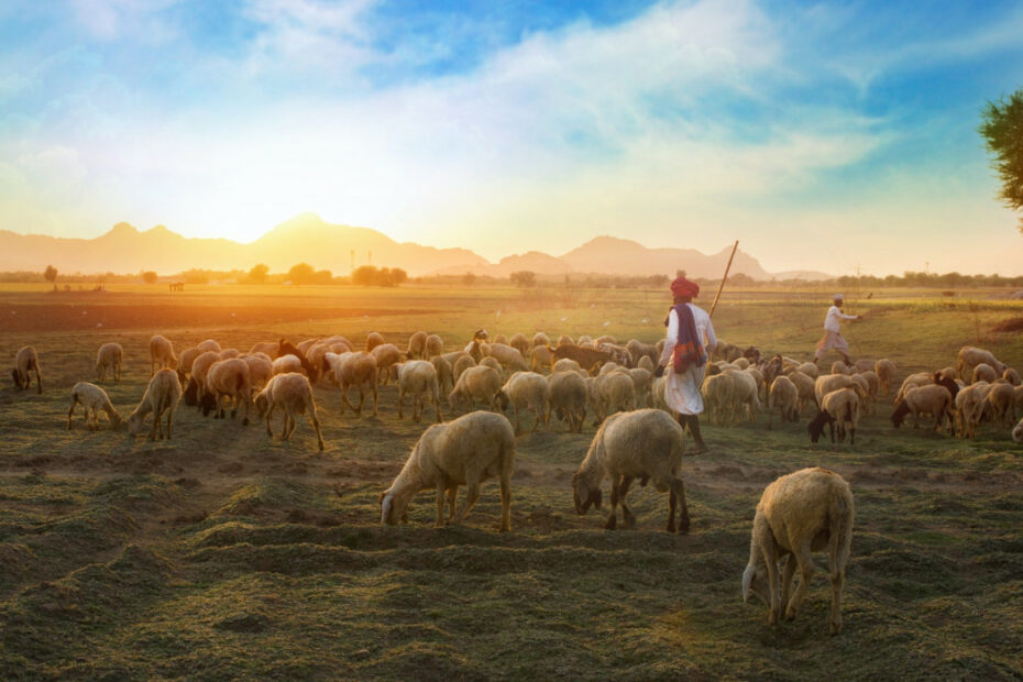 061422_Week24-shepherd