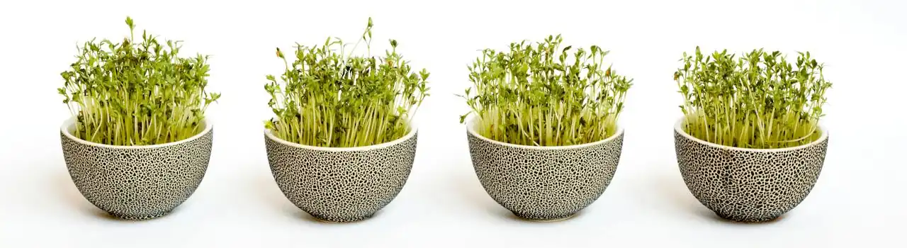 Transform Your Frail Care Room: 10 Essential Tips for Comfort and Well-being. 6 Gardening Soil