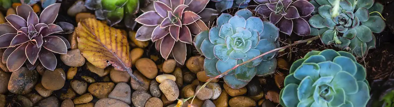 Gardening for Seniors - Garden Types - Part 3. 3 Garden Types