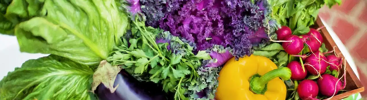 Embracing Nature's Therapy: Introducing Our Gardening for Seniors Series 1 Gardening for Seniors