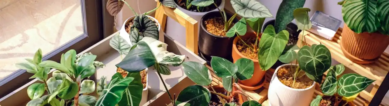 Gardening for Seniors: Gardening Soil - Part 2. 7 Gardening Soil