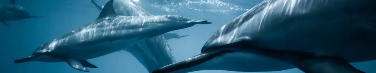 Reflecting on God's Creation: Discovering the Beauty and Lessons Within. 2 God's Creation