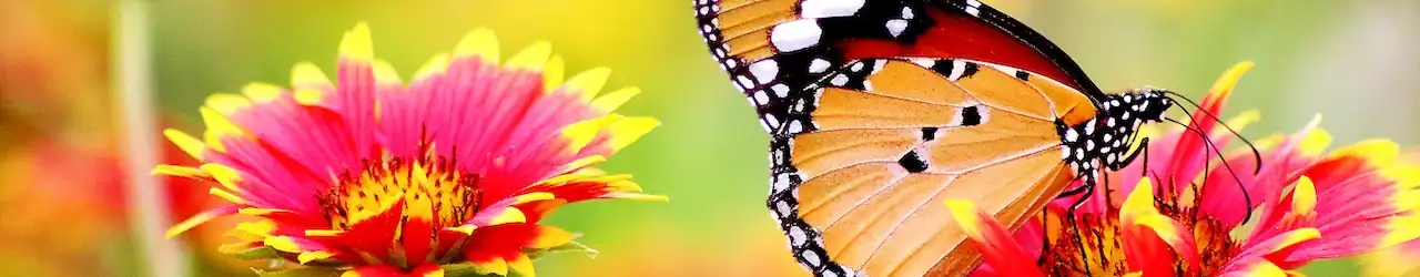 Reflecting on God's Creation: Discovering the Beauty and Lessons Within. 5 God's Creation