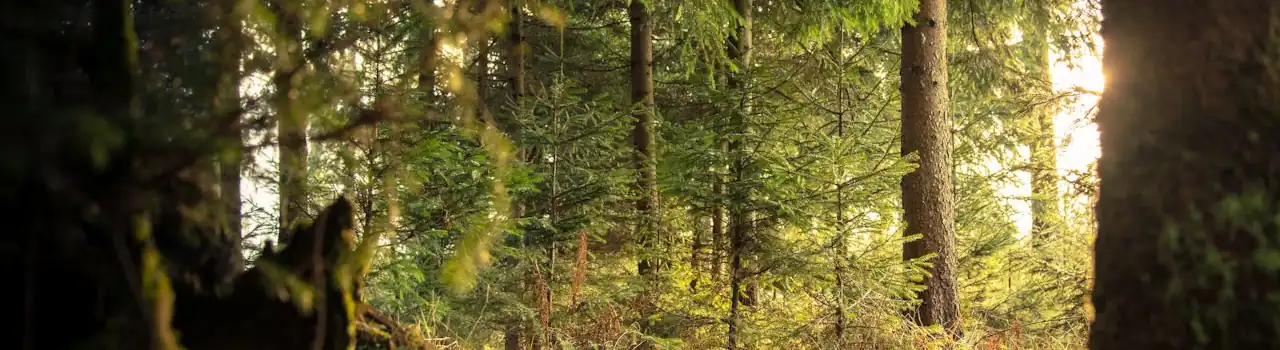 You Will See The Goodness Of The Lord - Psalm 27. 4 Goodness Of The Lord