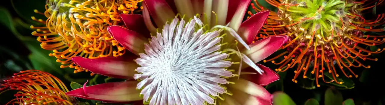 Bloom Beautifully: Choosing Perfect Plants for Senior Gardeners - Part 4. 1 Plants for Senior Gardeners