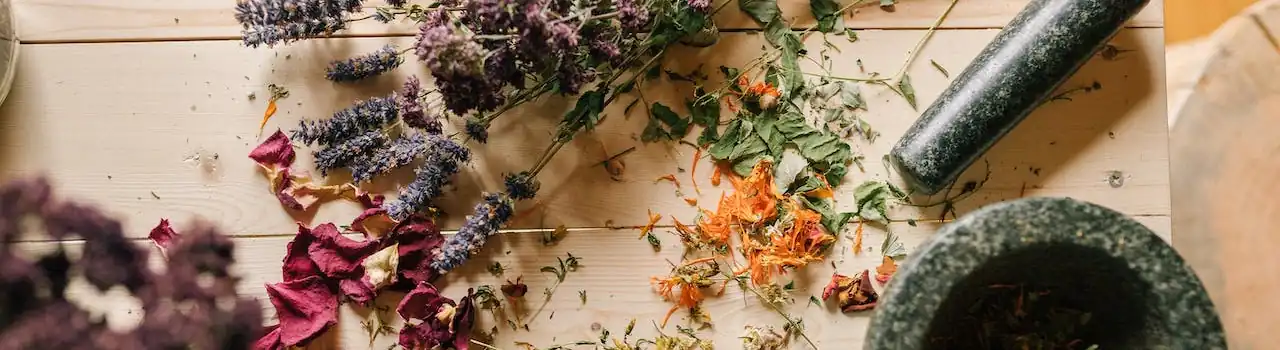 Bloom Beautifully: Choosing Perfect Plants for Senior Gardeners - Part 4. 3 Plants for Senior Gardeners