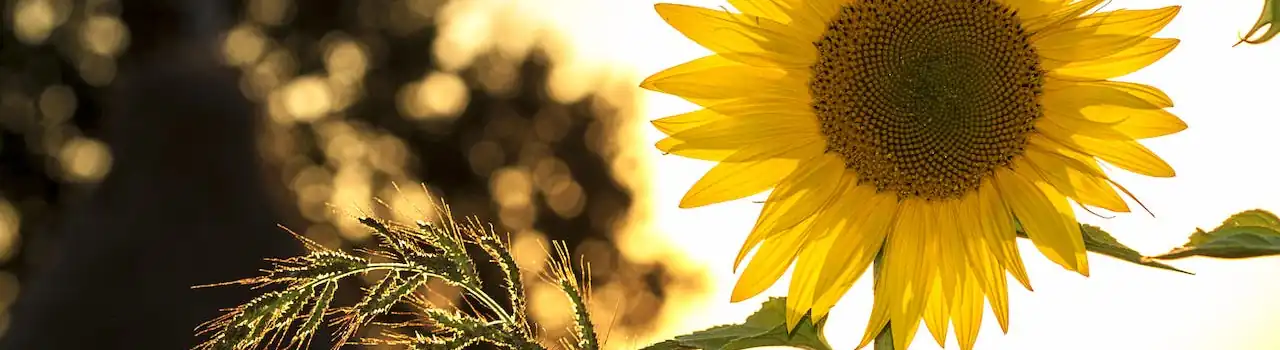 Bloom Beautifully: Choosing Perfect Plants for Senior Gardeners - Part 4. 4 Plants for Senior Gardeners